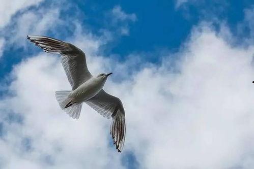 高飞鸟,翱翔天际的壮丽篇章