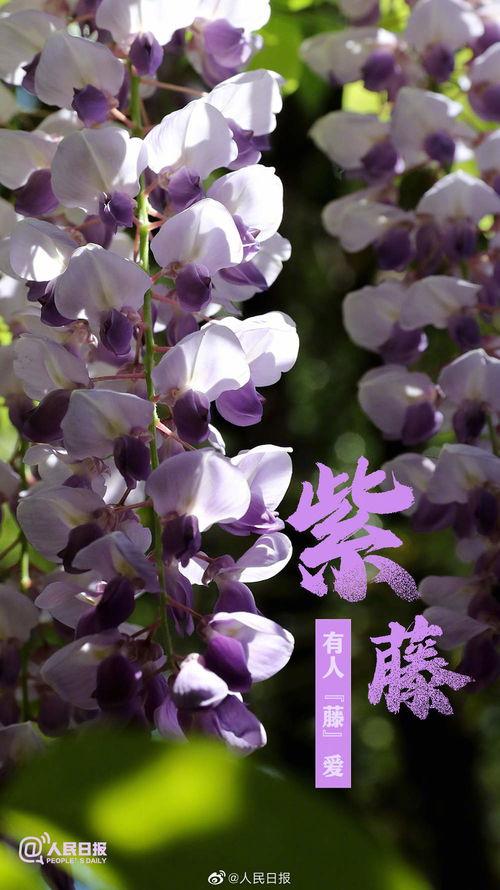 一路生花,探寻生命旅程中的美丽绽放